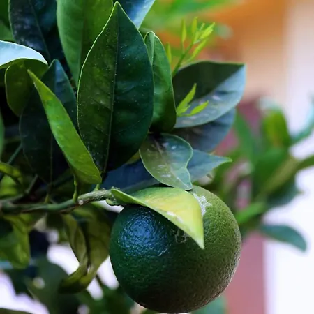 Дом отдыха Casa Floriana A